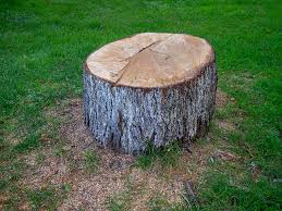 Best Tree and Shrub Care  in Emmett, ID