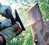 Best Tree Risk Assessment  in Emmett, ID