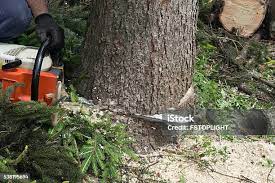 Best Fruit Tree Pruning  in Emmett, ID