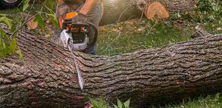  Emmett, ID Tree Services Pros