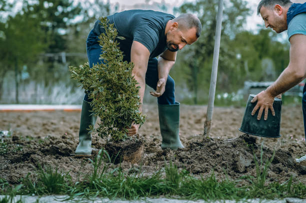 Best Root Management and Removal  in Emmett, ID